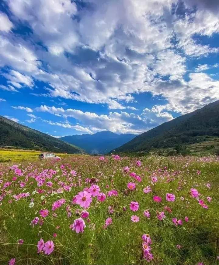 Field of pink flowers with mountains and blue sky in the background